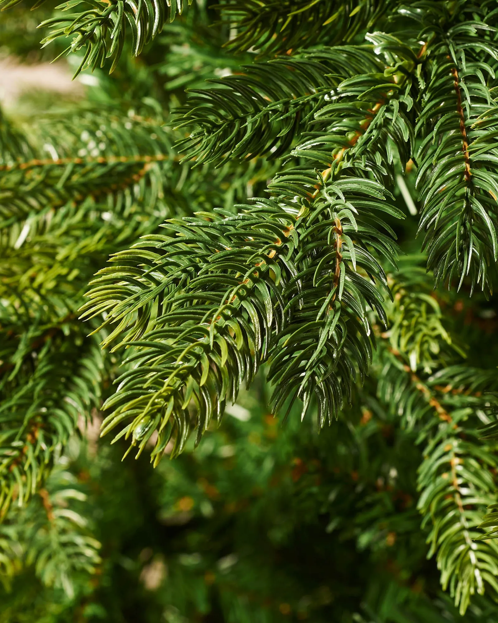WeRChristmas Himalayan Fir Christmas Tree, 6 Ft