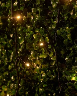 WeRChristmas LINK UP LED String Lights, Black Cable, Warm White