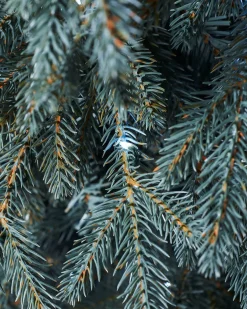 WeRChristmas Pre-Lit Mixed Pine Blue Christmas Tree, Dual LED White, 7 Ft