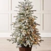 WeRChristmas Pre-Lit Snow Flocked Potted Christmas Tree, 4 Ft