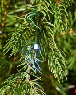 WeRChristmas Pre-Lit Windsor Fir Christmas Tree, Dual Multi Colour, 7 Ft
