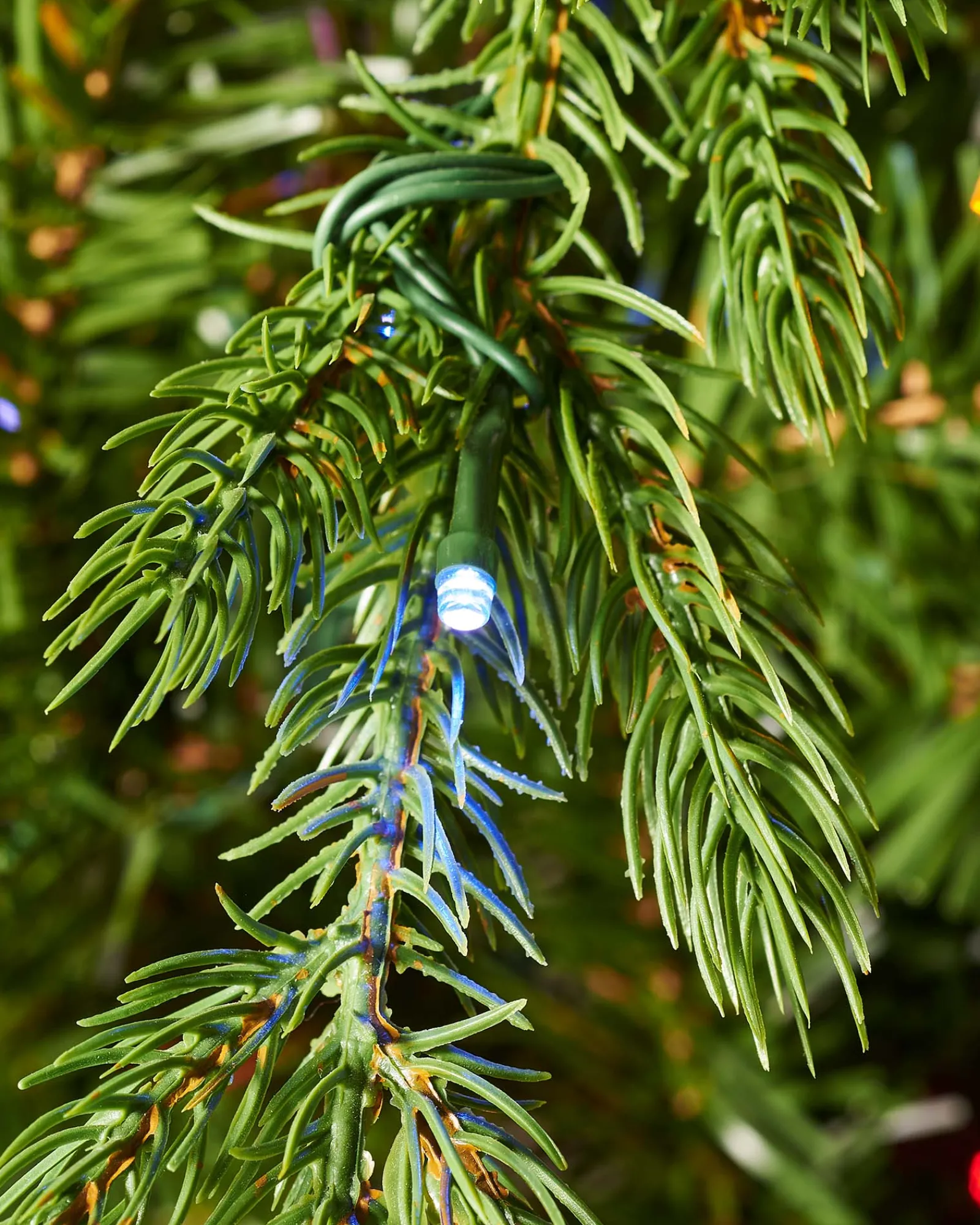 WeRChristmas Pre-Lit Windsor Fir Christmas Tree, Dual Multi Colour, 8 Ft